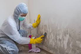 Best Black Mold Removal  in Groveport, OH